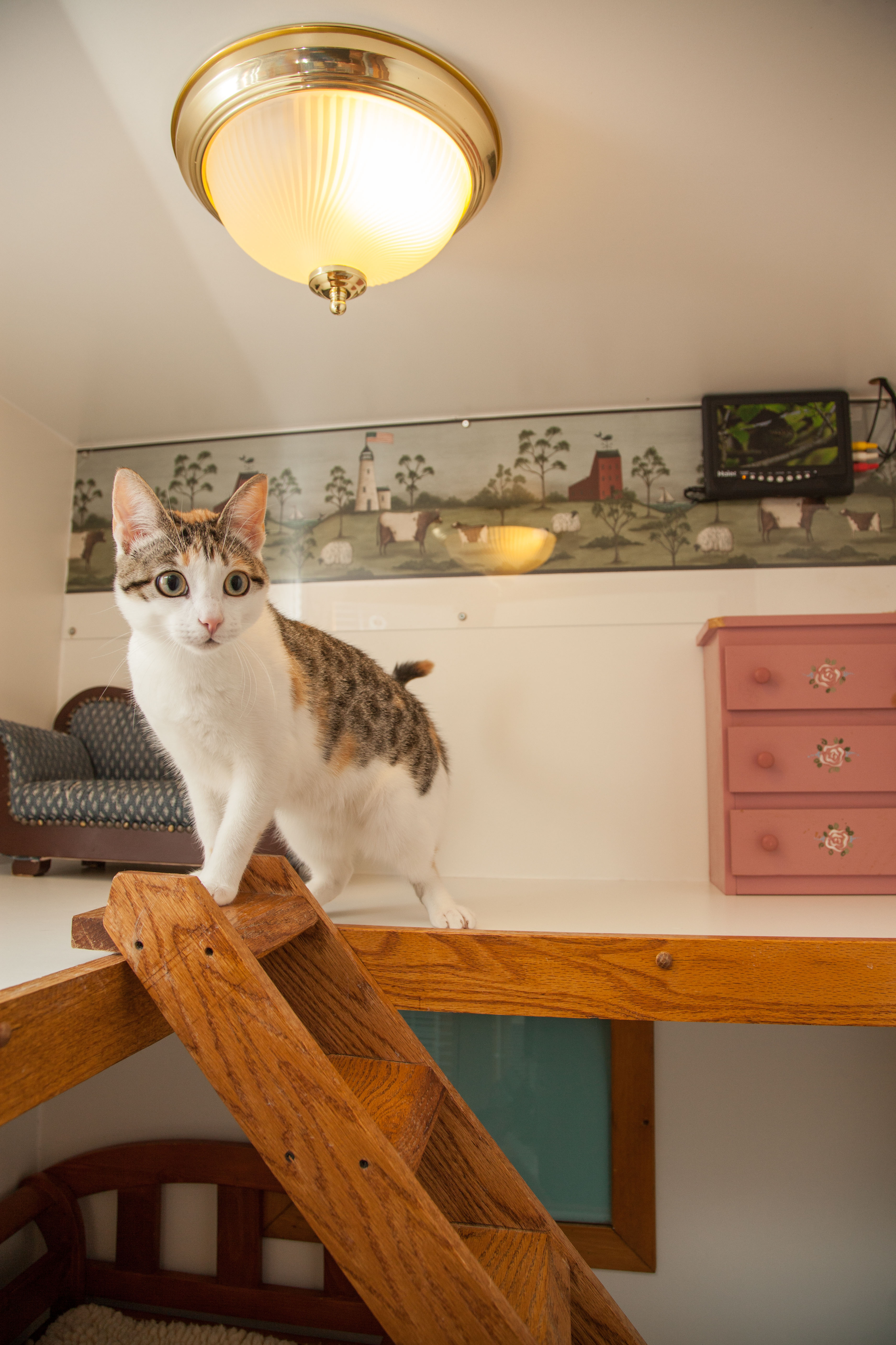 Luxury Cat Boarding Morris Animal Inn Morristown 