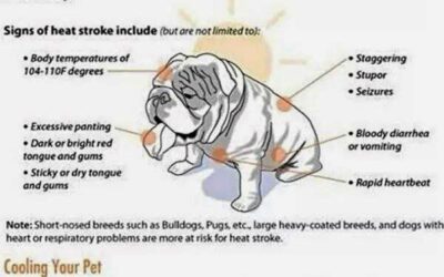 Hot Weather Tips for Your Pets