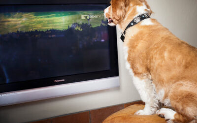 Couch Potato Pet – TV for Cats and Dogs?