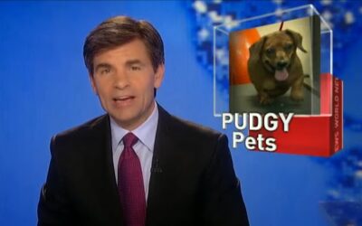 “Inn” the News: Morris Animal Inn Media