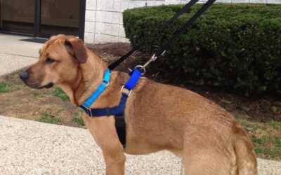 Who’s Walking Who? Choosing the Right Harness or Head Collar