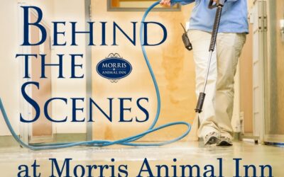 Behind the Scenes at Morris Animal Inn