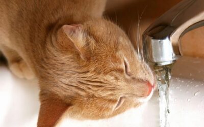 Cats & Water: Is Your Cat Getting Enough?