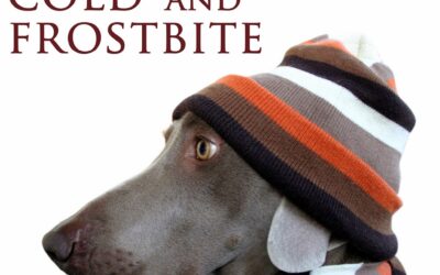 From Freezing to Frostbite: Recognize the symptoms in your pet