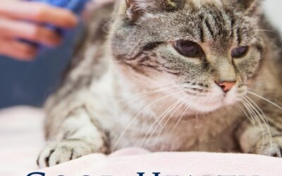 Good Health Grooming – Why a salon visit is good for your pet