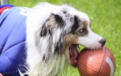 Barker Bowl “Tail-Gate” and Daycare Party