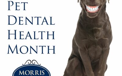 National Pet Dental Health Month – FREE Teeth Brushing