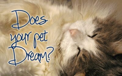 Does Your Pet Dream?