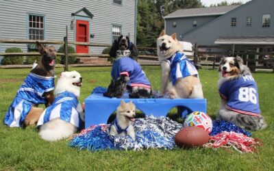 Pup Rally Brings Pets Back to School