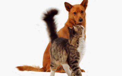 Your Pet’s Tail Tells a Tale