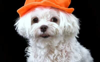 Trick AND Treat: Keeping Pets Safe on Halloween