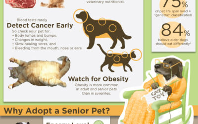 August is Senior Pets Month – Caring for your Aging Pet