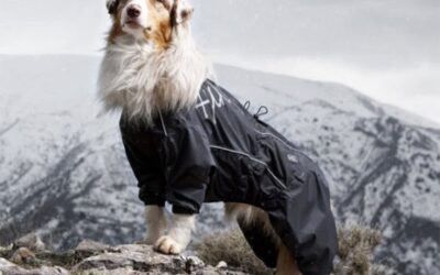 Great Holiday Gifts for Pets