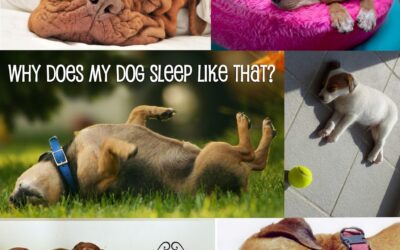 Why does my dog sleep like that?