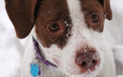 Cold Weather Dog Myths Debunked