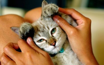 Bonding with Your Feline Friend: 9 Quick Tips
