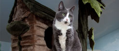 Cat in a cat house