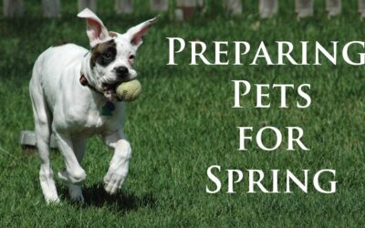 Preparing Pets for Spring