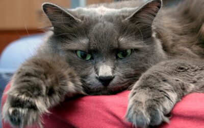 Clearing Up Common Pet Myths