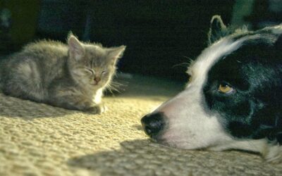 They don’t HAVE to “fight like cats and dogs”