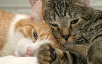 The Human Element: Pets are People, Too