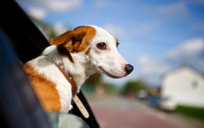 Tips to Remember When Bringing Home a New Dog