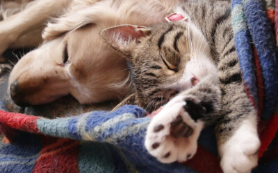 I’m Not a Cat Person or a Dog Person, I’m an Animal Person! What about you?