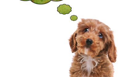 What’s Your Pet Thinking? Pet Psychics Aim to Provide Answers