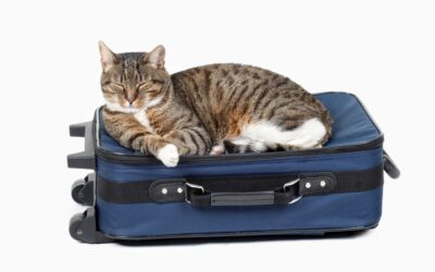 Moving Day: How to Prepare Your Pet