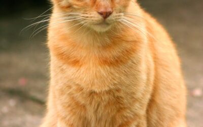 Top 10 Cat Toxins