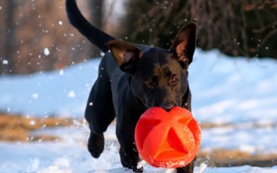 Winter Exercise with your Pet