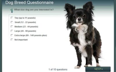 What Breed is Best for You?