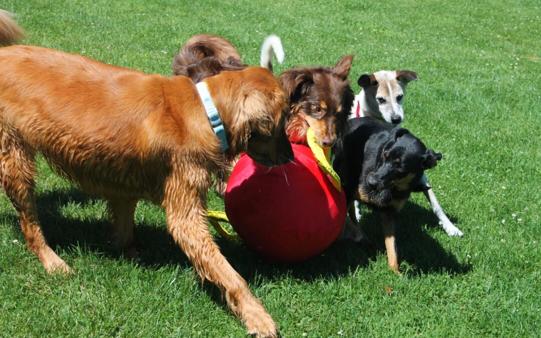 New Study Suggests Dogs Find Kennels Exciting, Not Stressful