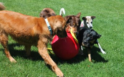 New Study Suggests Dogs Find Kennels Exciting, Not Stressful