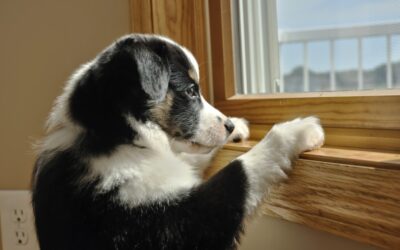 Helping Your Dog With Separation Anxiety
