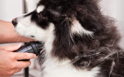 Double Coated Dogs: The Great Shave Debate