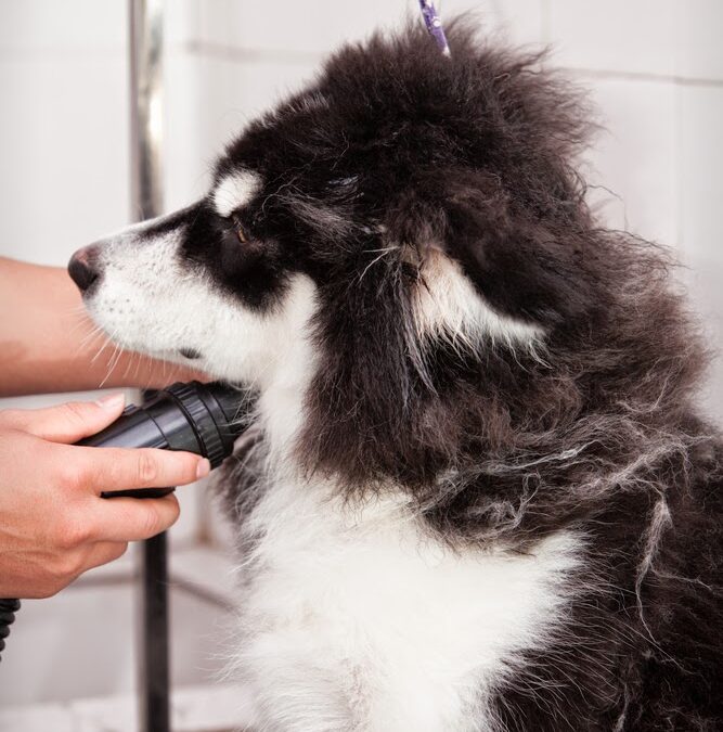 Double Coated Dogs: The Great Shave Debate