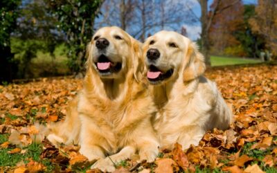 Autumn Safety Tips for Your Pets