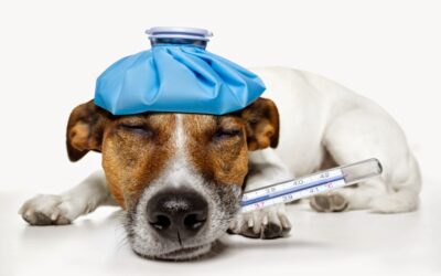 Is Your Dog Vaccinated for Canine Influenza?