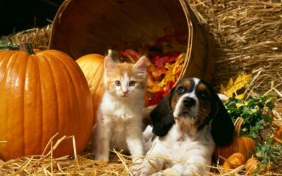 13 Benefits of Pumpkin for Dogs and Cats