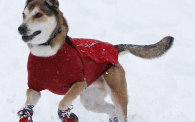 Should Your Dog Wear Winter Boots?