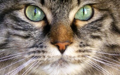 Can A Cat’s Eyes Change Color?