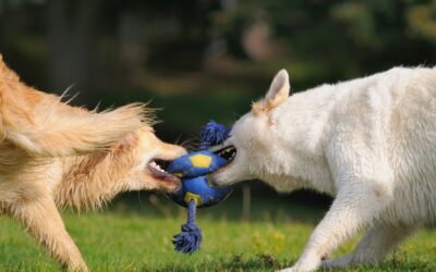 Should Dogs Play All Day in Daycare?