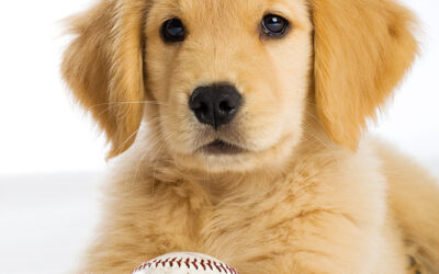 You Have a Holiday Puppy…Now What?