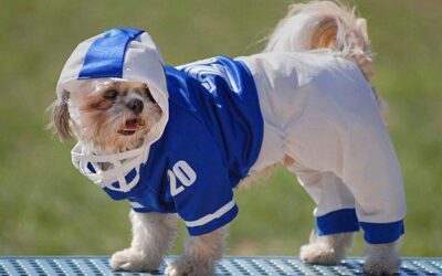 Super Bowl Safety Tips for Pets