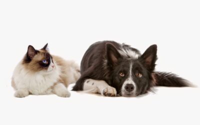 New Pet Introductions