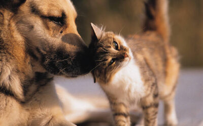 11 Ways to Participate in Responsible Pet Owners Month