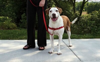 10 Ways to Jazz Up Your Dog’s Walks