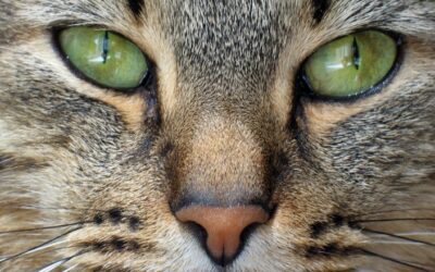 Cat Nose Facts: 10 Things You Didn’t Know About Your Cat’s Sense Of Smell