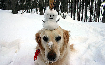 Pets and Snow
